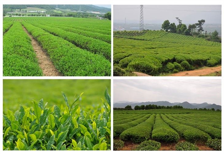 Green Tea manufacturers