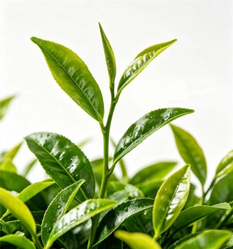 The highest tea production type in China
